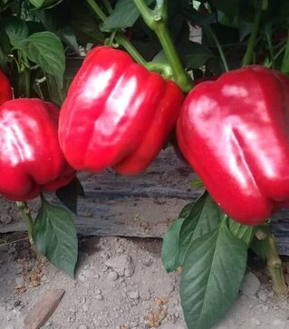 Насіння перцю Амарок F1, п.о. 1 тис. насінин (Clause)