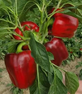 Насіння перцю Амарок F1, п.о. 1 тис. насінин (Clause)