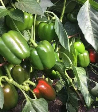 Насіння перцю Амарок F1, п.о. 1 тис. насінин (Clause)