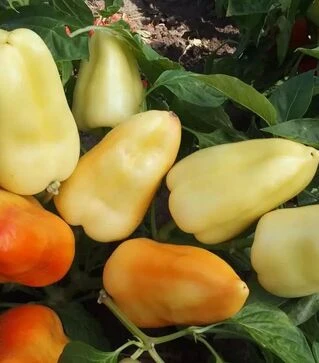 Семена перца Бонета, 50 г (Moravoseed)