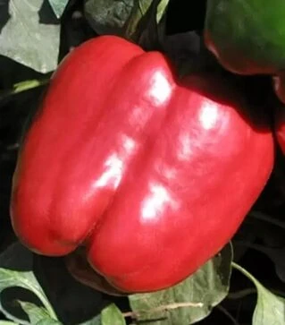 Насіння перцю Червоний лицар F1, п.о. 500 насінин (Seminis)