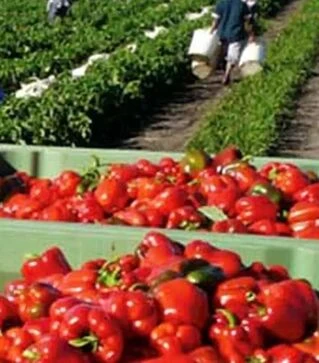 Семена перца Ред Джевел F1, п.е. 1 тыс. семян (Clause)