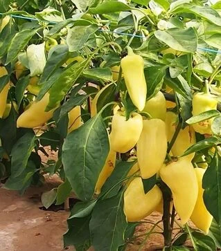 Семена перца Монанта, 5 г (Moravoseed)