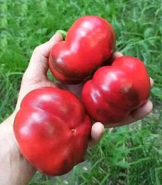 Семена перца Р 16262 F1, п.е. 500 семян (Esasem)