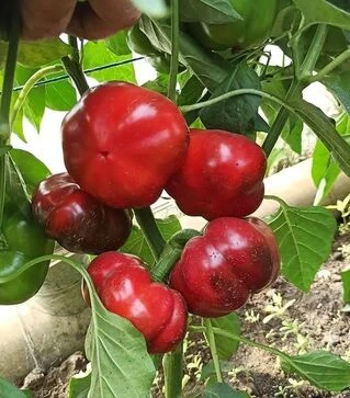 Семена перца Р 16262 F1, п.е. 1 тыс. семян (Esasem)