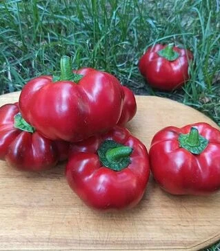 Семена перца Р 16262 F1, п.е. 1 тыс. семян (Esasem)