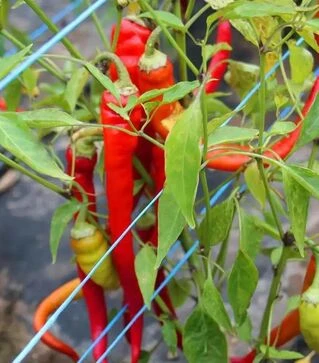 Насіння перцю Посейдон, 25 г (Moravoseed)