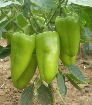 Насіння перцю Радуза F1, п.о. 250 насінин (Semo)