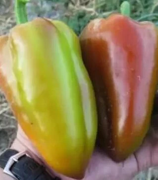 Насіння перцю Сенатор F1, 5 г (Solare Sementi)