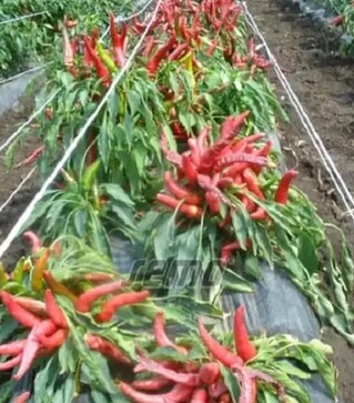 Семена перца Коралл Зел, 50 г (Semo)