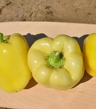 Насіння перцю Гелби F1, п.о. 250 насінин (Semo)