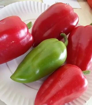 Семена перца Сандра, 50 г (Moravoseed)