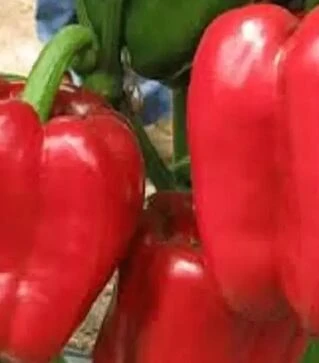 Семена перца ТС 09-0592 F1, 5 г (Solare Sementi)