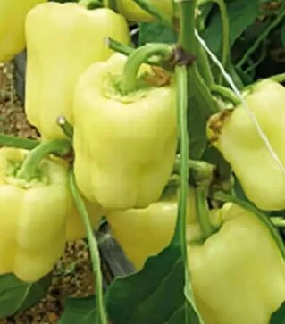 Семена перца Ведрана F1, п.е. 500 семян (Enza Zaden)