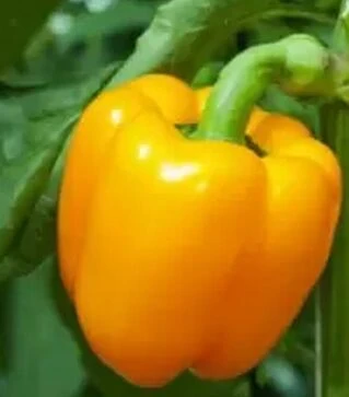 Семена перца Тесла F1, п.е. 500 семян (Moravoseed)