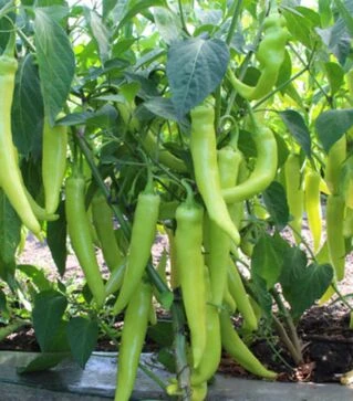 Насіння перцю KS 65 F1, п.о. 100 насінин (Kitano Seeds)