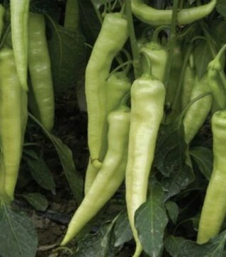 Семена перца Бурли F1, 10 г (BT TOHUM)