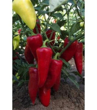 Семена перца Сакура, 50 г (Moravo Seed)