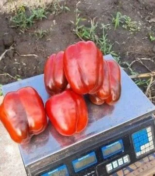 Семена перца 500 F1, п.о. 100 семян (Yuksel)