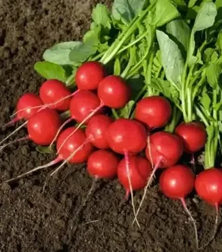 Семена редиса Розетта F1, п.е. 10 тыс. семян (Bejo)
