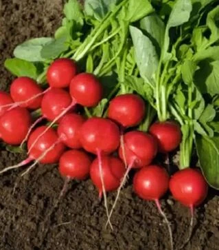 Насіння редису Ровер F1, п.о. 10 тис. насінин (Bejo)