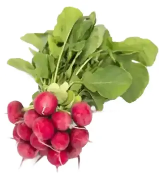 Семена редиса Арли F1, п.е. 25 тыс. семян, 2,75-3,0 калибр (Rijk Zwaan)