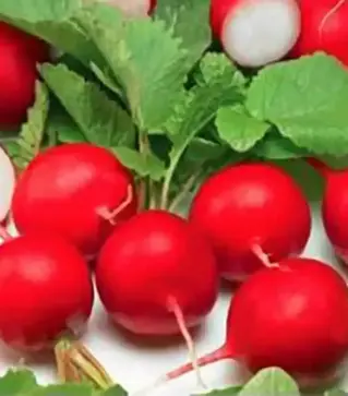 Семена редиса Гигант буттер, 500 г (Коуэлл)