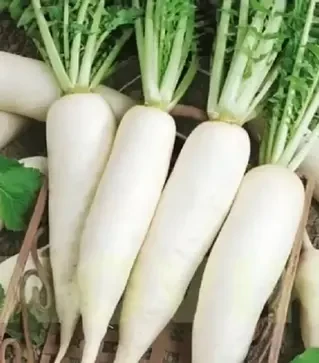 Семена редиса Астор, 1 кг (Moravoseed)