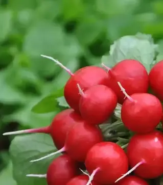 Семена редиса Диего F1, 500 г (Hazera)