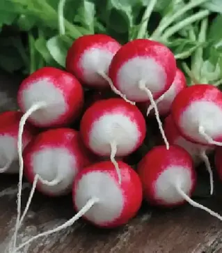 Насіння редису Червона з білим кінчиком, 500 г (Hortus)