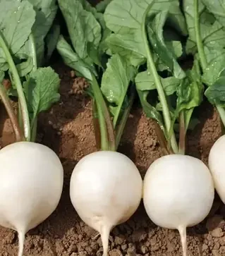 Семена редиса Вайтелла F1, п.е. 10 тыс. семян, 3,00-3,20 калибр (Hazera)