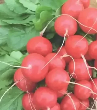 Семена редиса Ролекс F1, п.е. 10 тыс. семян (Bejo)