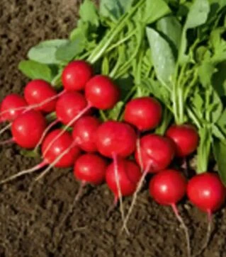 Семена редиса Ровер F1, п.е. 50 тыс. семян, 2,25-2,5 калибр (Bejo)