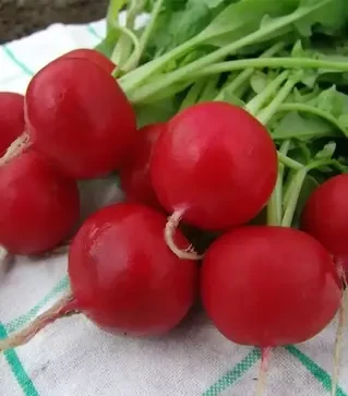 Семена редиса Эстер, 1 кг (Moravoseed)