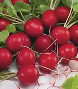 Семена редиса Сиеста F1, 500 г (Nasko)