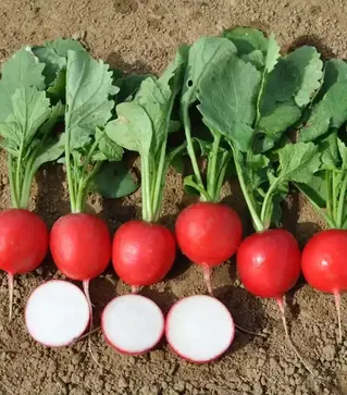 Семена редиса Мелито F1, п.е. 10 тыс. семян, 3,00-3,20 калибр (Hazera)