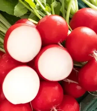 Насіння редису Бодіам F1, п.о. 25 тис. насінин, 3,0-3,25 калібр (Rijk Zwaan)