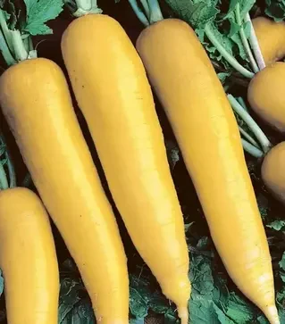 Семена редиса Лутеа, 1 кг (Semo)