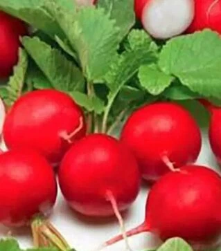 Насіння редису Гігант буттер, 5 кг (Коуел)