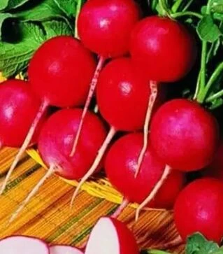 Насіння редису Гіганте Сікуло, 5 кг (Коуел)