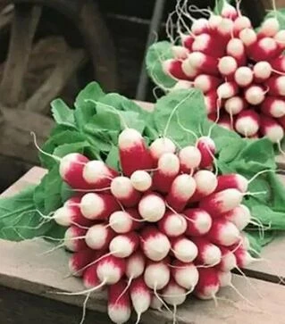 Насіння редису Експо F1 Hazera, п.о. 25 тис. насінин (Hazera)