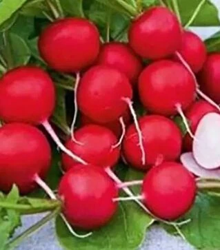 Семена редиса Эсперессо F1, 500 г (Коуэлл)