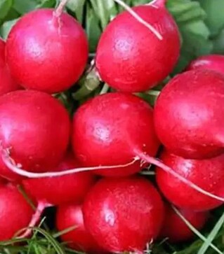 Насіння редису Ілка Satimex, 500 г (Коуел)