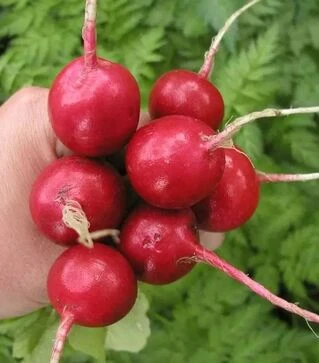 Семена редиса Квинта, 1 кг (Semo)