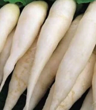 Семена редиса Светлячок, 1 кг (Moravoseed)