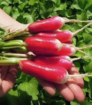 Семена редиса Славия, 1 кг (Semo)