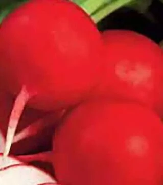 Насіння редису Червоний Гігант Hortus, 5 кг (Коуел)