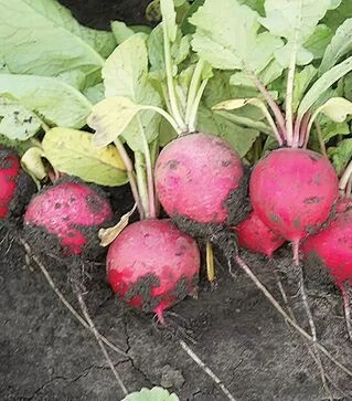 Насіння редису Рондар F1, п.о. 10 тис. насінин (Rijk Zwaan)