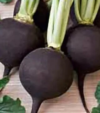 Насіння редису Кругла чорна, 500 г (Satimex)