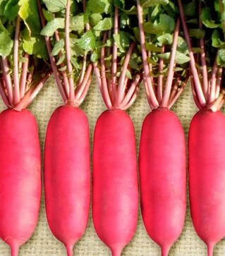 Насіння редису Шай F1, п.о. 10 тис. насінин (NongWoo Bio)